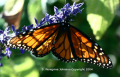 Male Monarch on Blue Sage