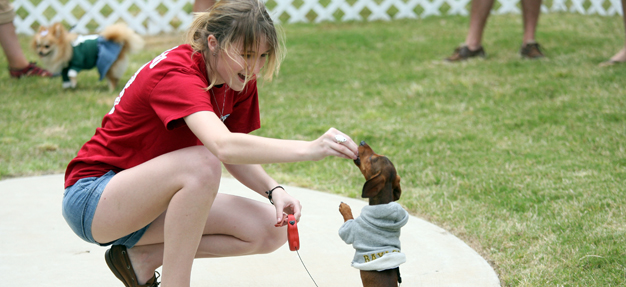 DogShow