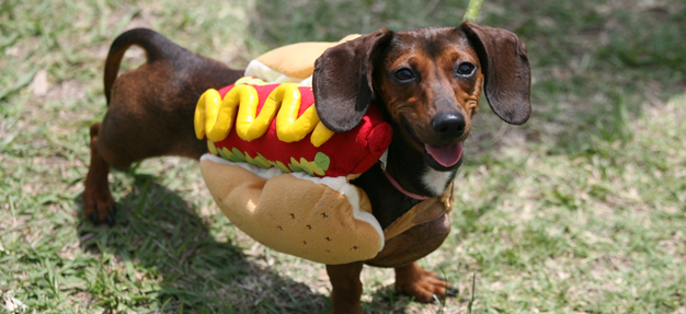 DogShow2
