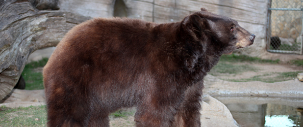 Bear Facts