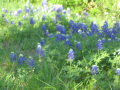 Blue Bonnets