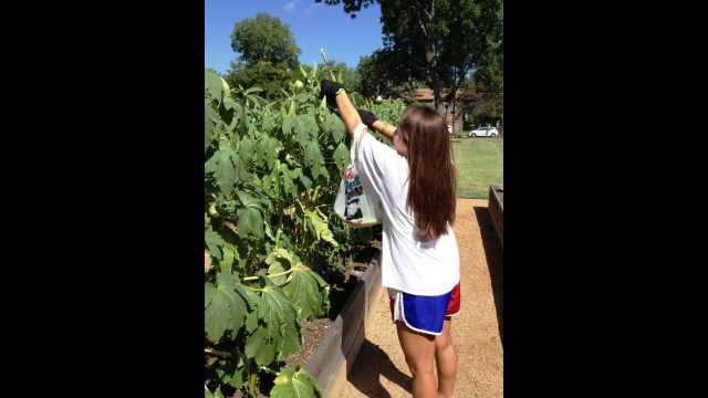 Baylor Garden