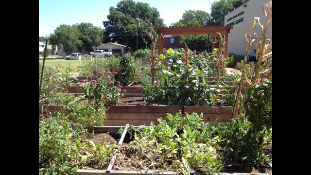 Baylor Garden 4
