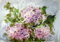 Marie Shaughnessy