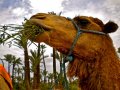 Camel--Elizabeth Tuthill--2nd Place--Land/Cityscape