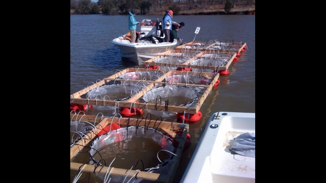 Golden algae research study