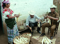 Mayans husking corn