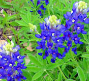 Bluebonnets