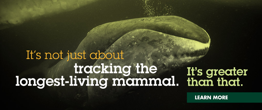 It's not just about tracking the longest-living mammal. It's greater than that.