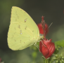 Cloudless Sulphur on Turk's Cap