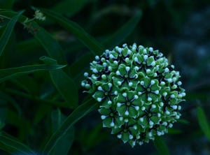 Green-flowered Milkweed