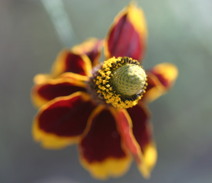 Mexican Hat