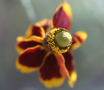Mexican Hat