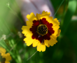 Plains Coreopsis