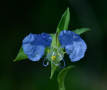 Dayflower