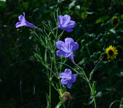 Wild Petunia