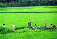 bikes and rice