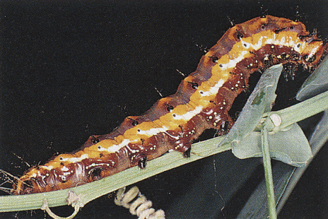 Gulf Fritillary Caterpillar (w x h, 0 KB)