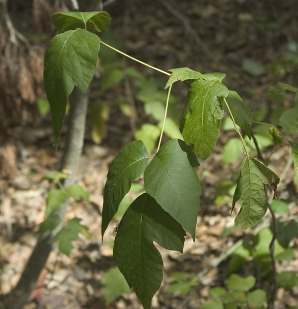 poison oak pictures. Poison Oak - Toxicodendron