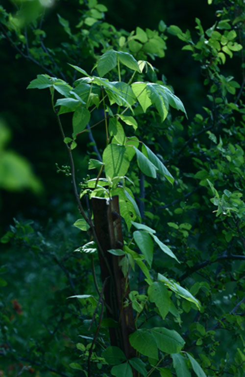 poison sumac vine. Poison Ivy - Toxicodendron