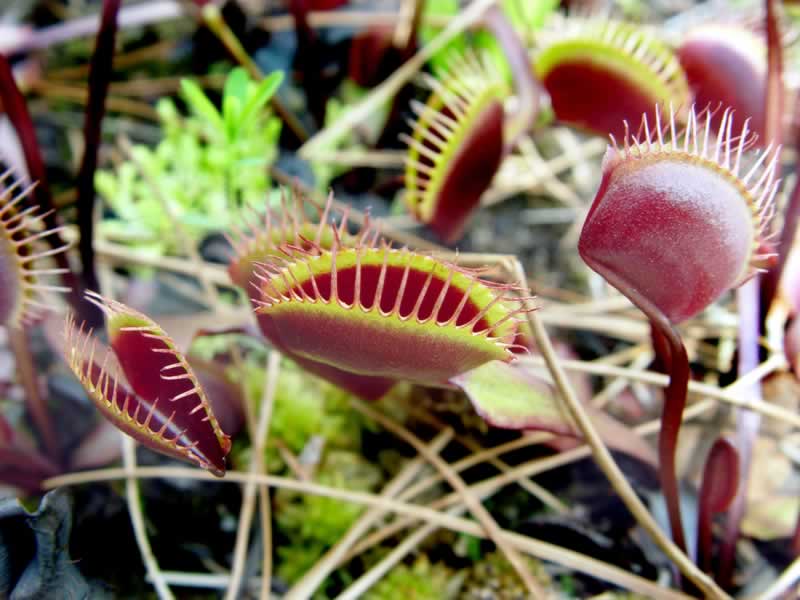 Venus Fly Trap (w x h, 0 KB)