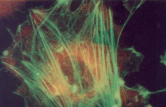 vascular endothilial