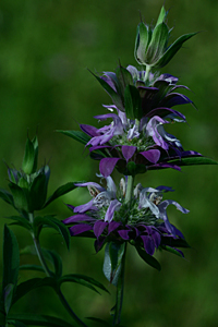 horsemint