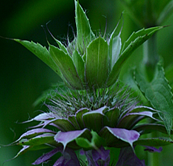 horsemint2
