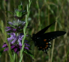 wildflowers