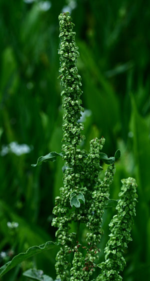 CurlyDock