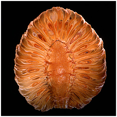 araucaria mirabilis