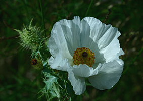 White Prickly Poppy (w x h, 0 KB)