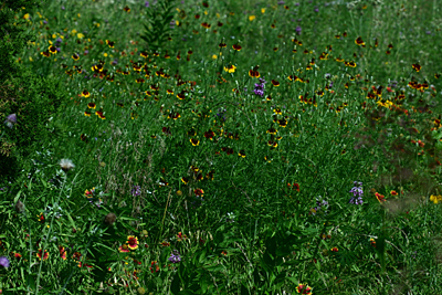 wildflowers1