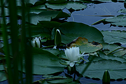 waterlilies2