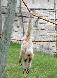 AFSA - Gibbon