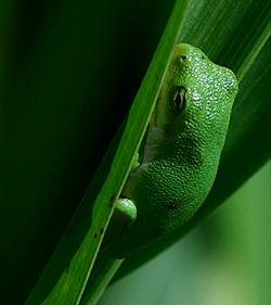 TreeFrog (250w x 281h, 64 KB)