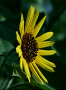 Common Sunflower