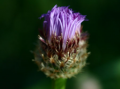 American Basketflower