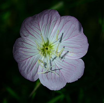 Showy Primrose