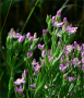 Lady Bird's Centaury