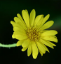 Hairy Yellow Aster