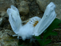 Tiger Moth