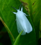 Tiger Moth