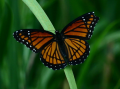 Viceroy