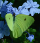 Cloudless Sulphur