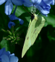 Cloudless Sulphur