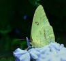 Cloudless Sulphur