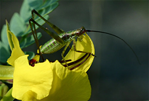 bugflower
