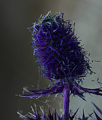 eryngoflower