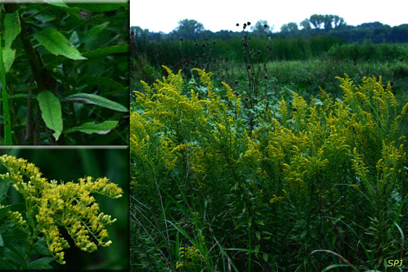 goldenrod